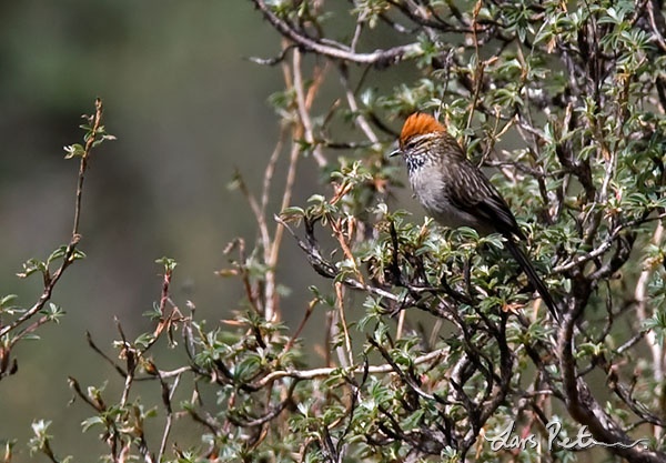 White-browed Tit-spinetail